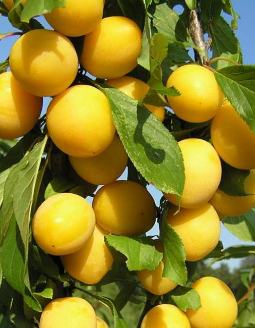 Слива Ракитянского 