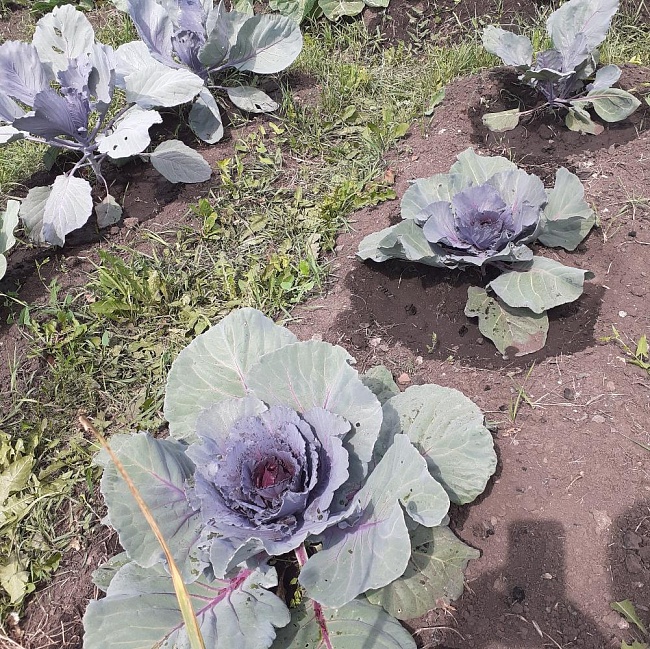 Капуста краснокочанная Рубин МС 0,3 гр  цв.п.