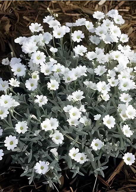 Ясколка Горный Хрусталь АSF 1 шт Р9