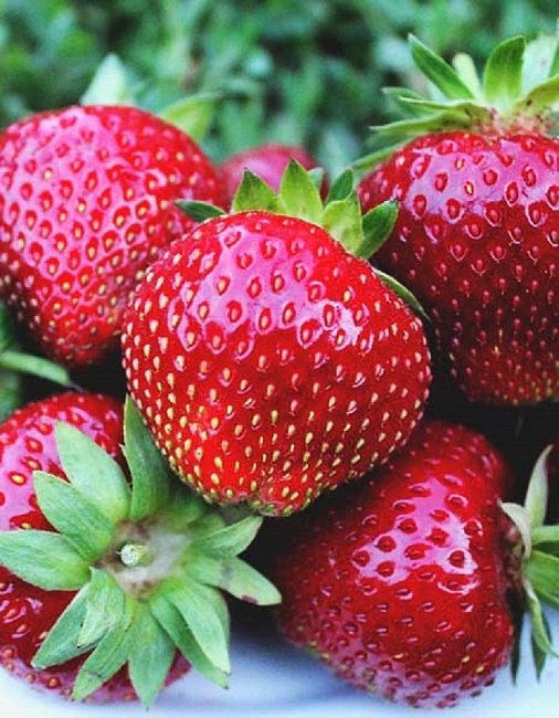 Земляника садовая Мальвина 