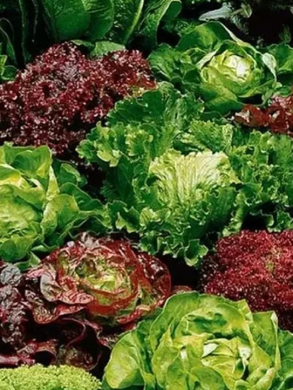 Салат Королевский размах-смесь сортов (УД) 0,25 гр цв.п