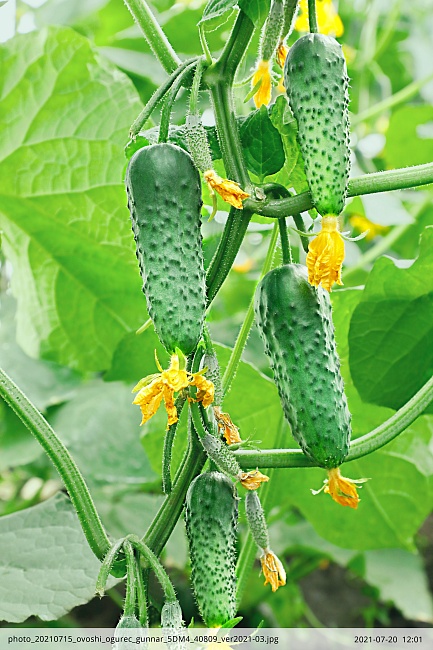 Огурец Гуннар F1 7 шт, цв.п.