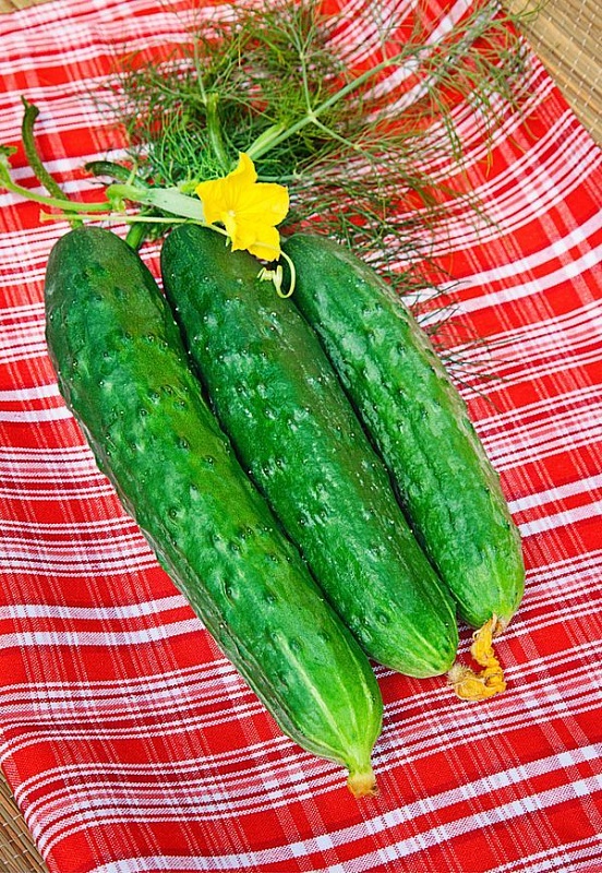 Огурец Зозуля F1 0,25 гр цв.п (Био-старт)