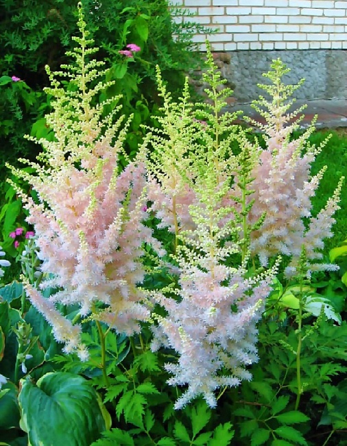 Астильба Милк энд Хоней