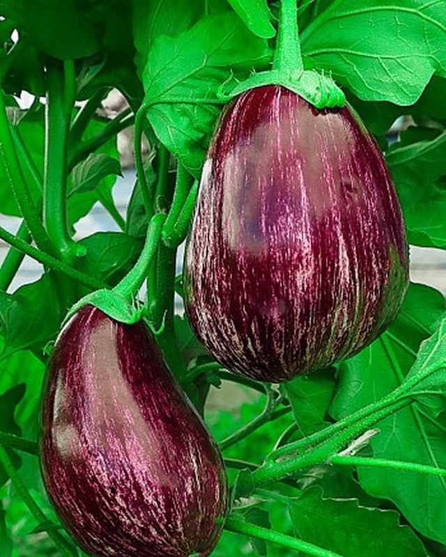 Баклажан Полосатый бок (Селекция "ВХ") 0,1гр.цв.п.