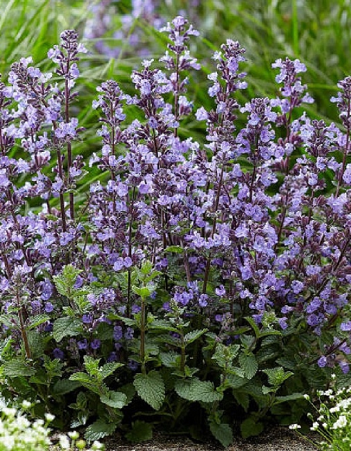 Котовник Кошечка ASF 1 шт Р9