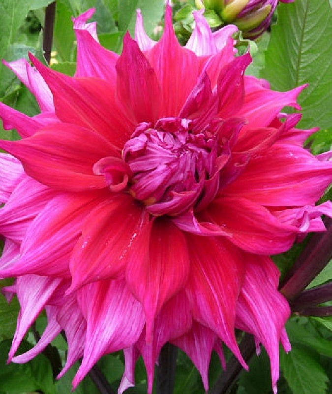 Георгина Джоконда 1 шт 