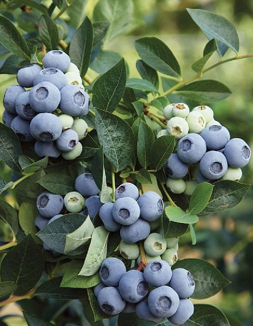 Голубика высокорослая Денис Блю 