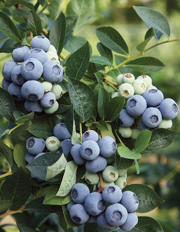 Голубика высокорослая Денис Блю 