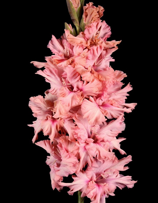 Гладиолус Брусничный зефир 1 уп. (3 шт.)