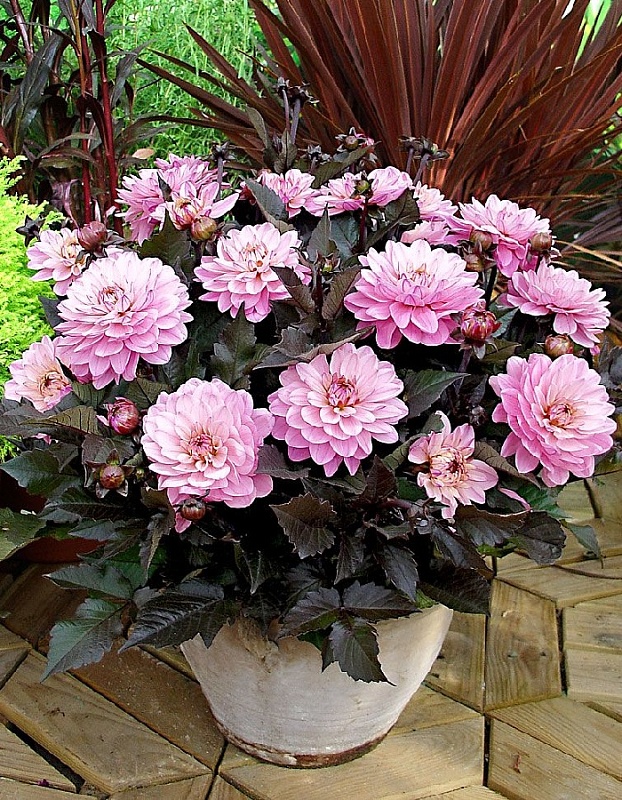 Георгина Мелоди Аллегро 1 шт 