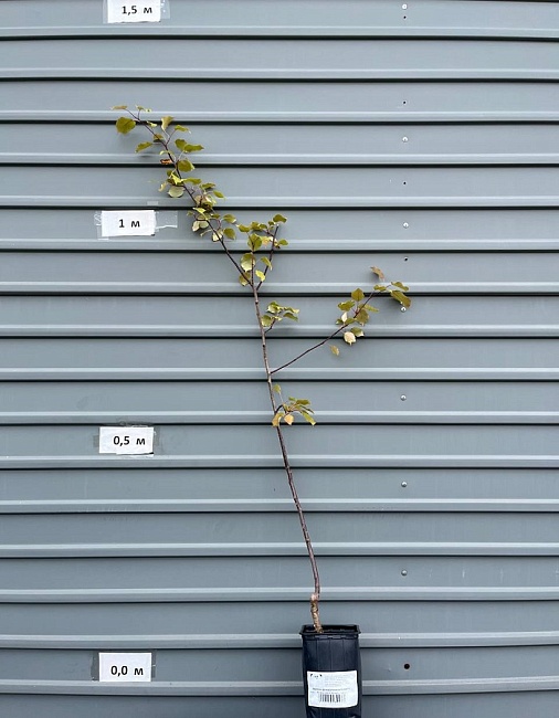 Яблоня декоративная Кармен 1 шт С2