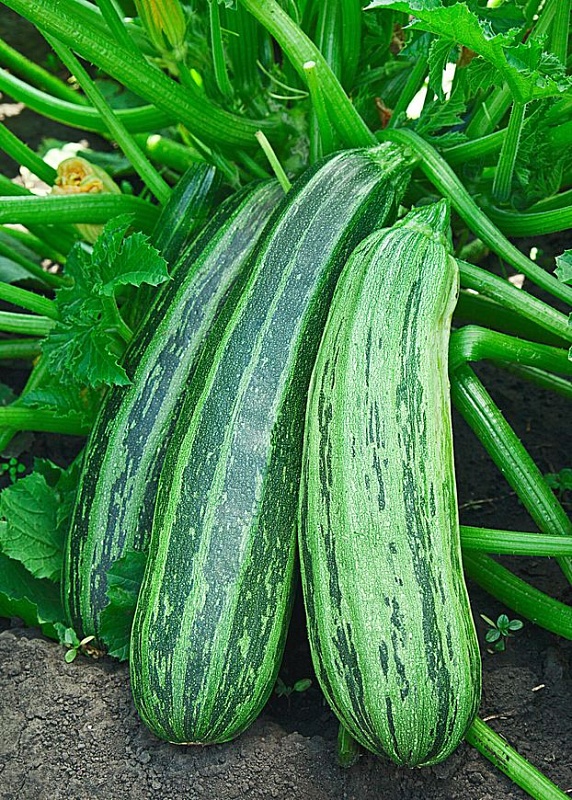 Кабачок Цукини Зебра 1 гр  цв.п