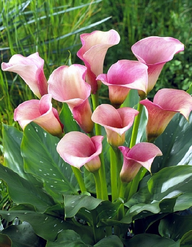 Калла Кристал Блаш 