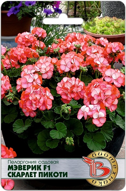 Пеларгония садовая Мэверик F1 Скарлет Пикоти 5 шт