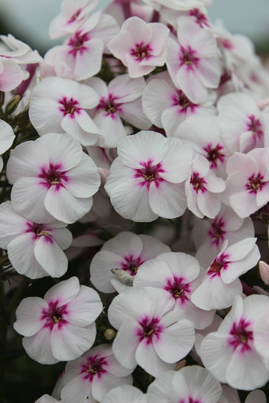 Флокс Майкс Фаворит