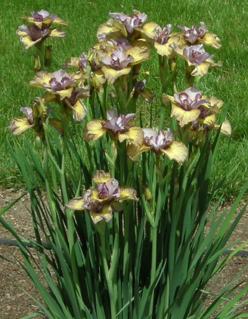 Ирис Фоллоу Зе Хани