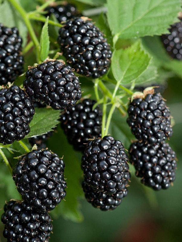 Ежевика Гай