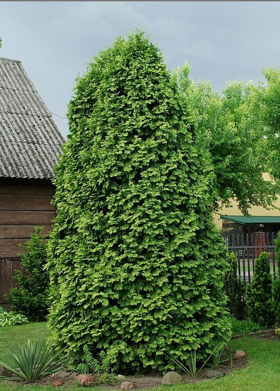 Туя западная Вареана Лютесценс