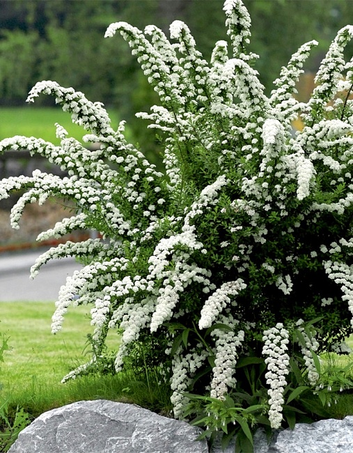 Спирея Аргута