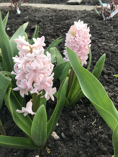 Гиацинт Пинк Эльфант (Розовый слон) 1 уп. (4 шт.) 