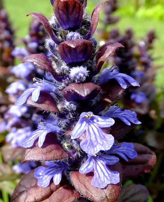 Iris Atropurpurea