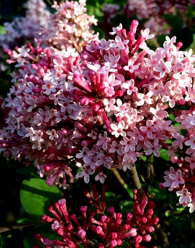 Сирень Мейера Ред Пикси 1 шт Р9