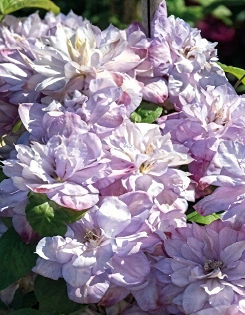 Клематис Аннас Чойс 1 шт Р9