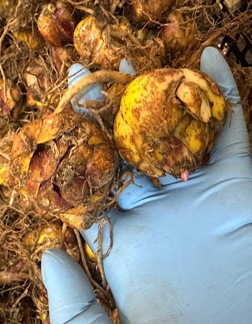 Лилия Касабланка