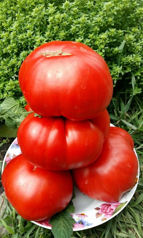 Томат Гигантелла (УД) 20 шт цв.п