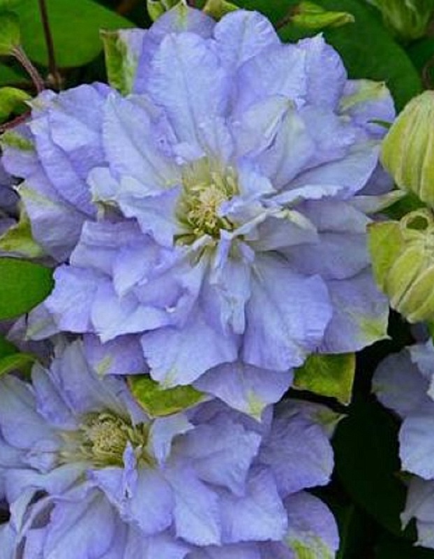 Клематис Азур Болл 1 шт Р9