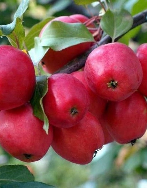 Яблоня Китайка Керр 