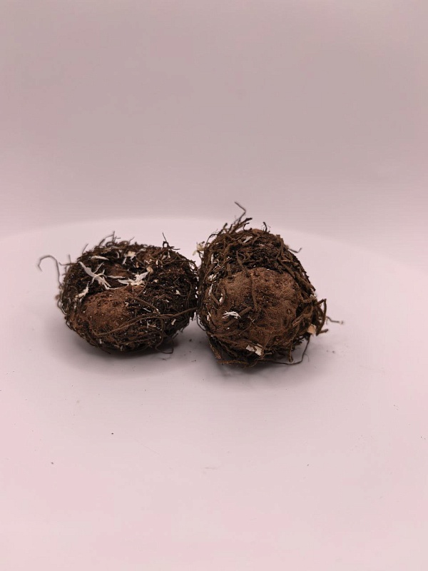 Глоксиния Кайзер Вильгельм