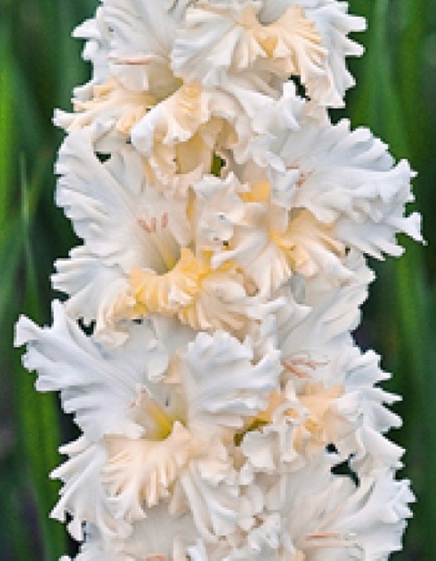 Гладиолус Серена 1 уп. (3 шт.)