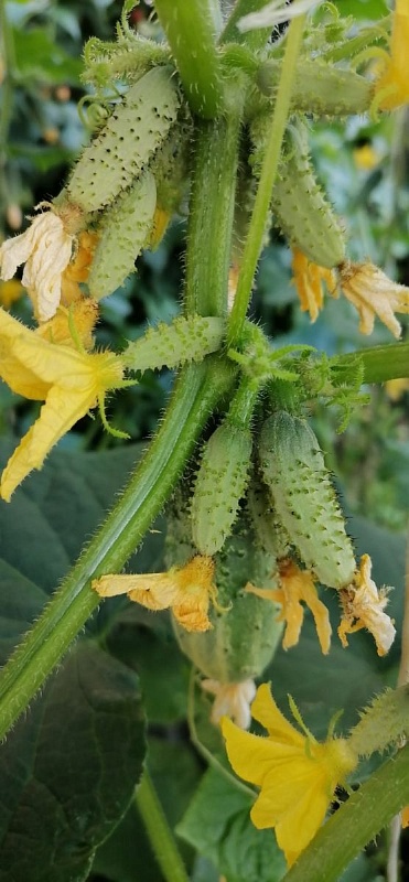 Огурец Верность F1 (УД) 7 шт цв.п