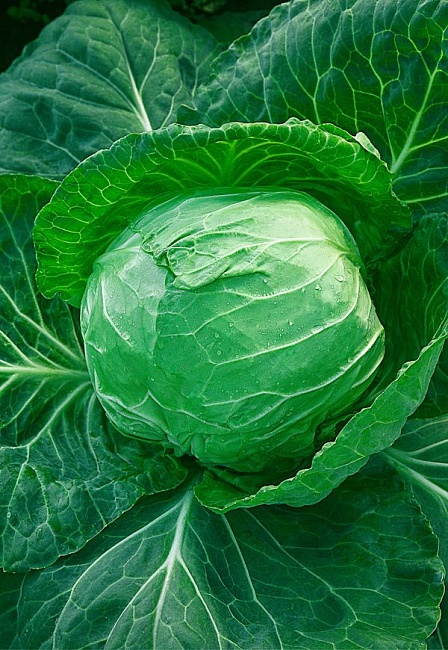 Капуста белокочанная Казачок F1 0,3 гр цв.п.