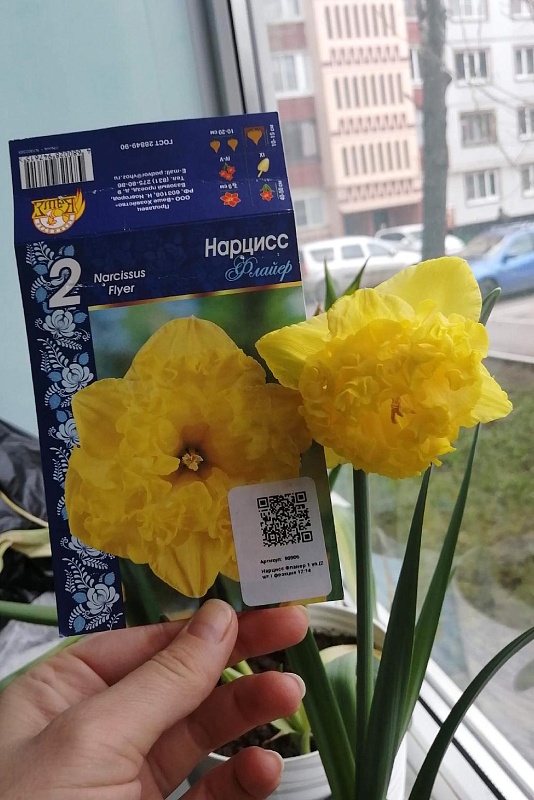 Нарцисс Флайер 1 уп.(2 шт.)  