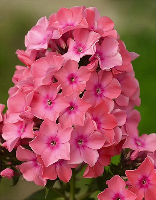 Флокс Виндзор