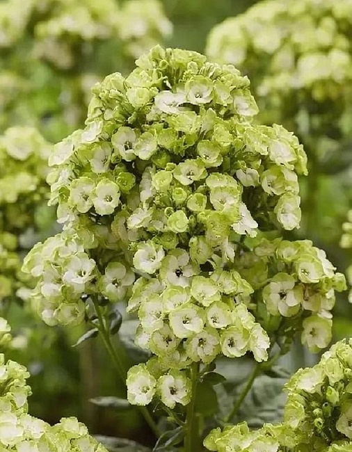 Флокс Орхид Грин 