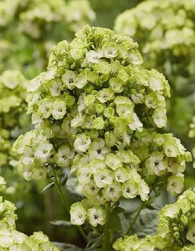 Флокс Орхид Грин 