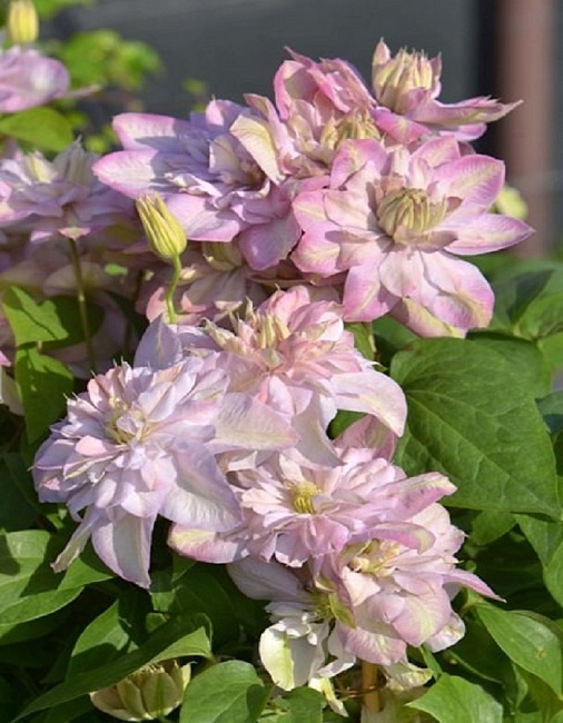 Клематис Инносент Блюш 1 шт Р9