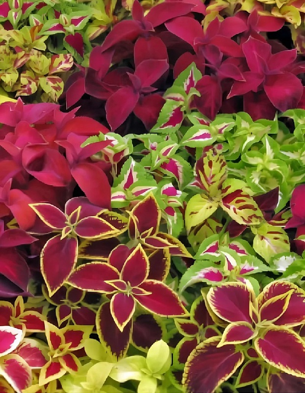 Колеус Радуга (УД) 0,03 гр цв п