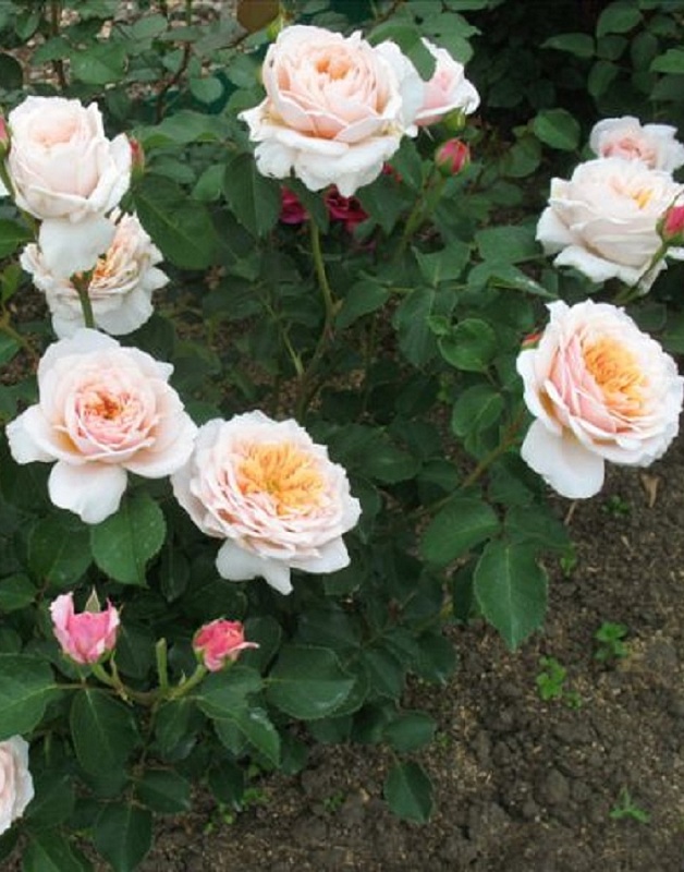 Роза английская Инглиш Гарден