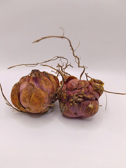 Лилия Коктейль Твинс 