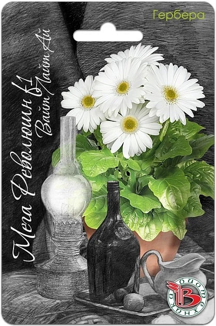 Гербера горшечная Мега Революшн F1 Вайт Лайт Ай 5 шт