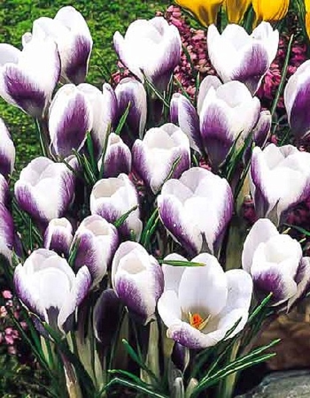 Крокус Принц Клаус 1 уп. (3 шт.)