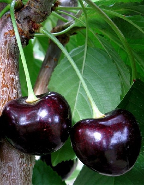 Черешня Ленинградская Черная