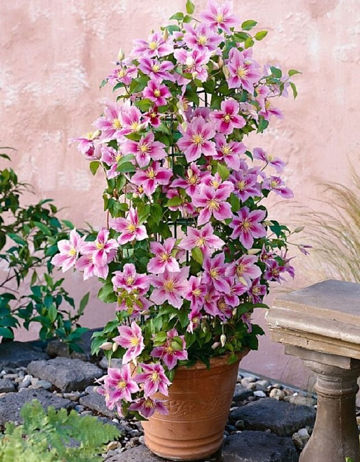 Клематис Пиилу 1 шт Р9