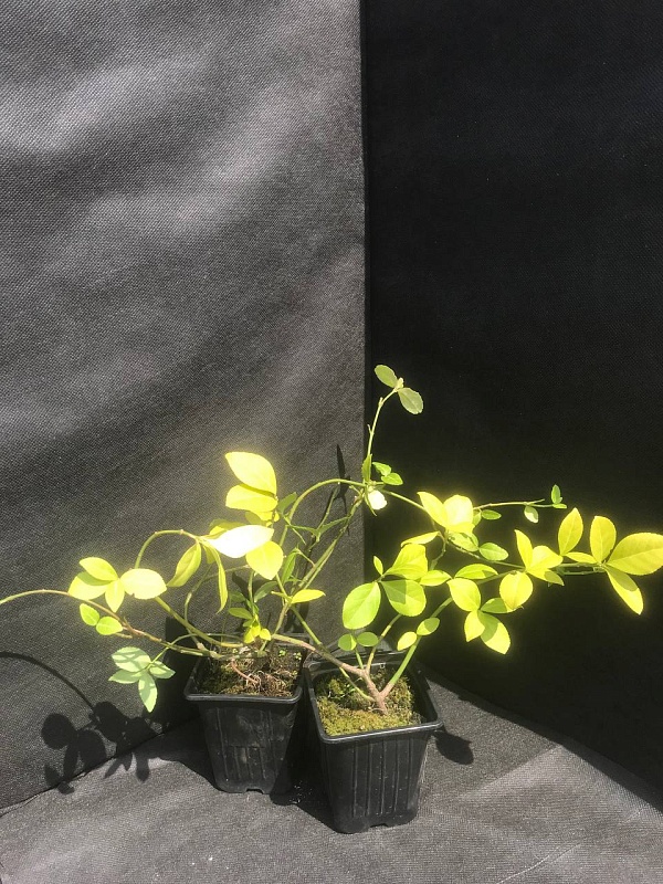 Бересклет Европейский 1 шт Р9