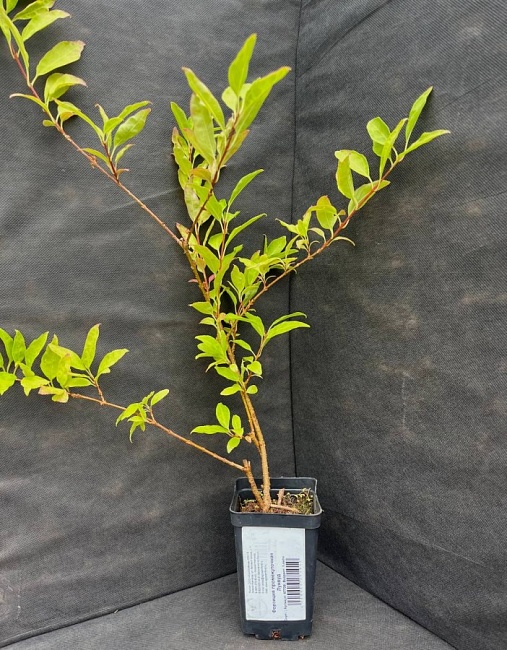 Форзиция промежуточная Линвуд 1 шт Р9